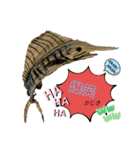 海 お魚 面白可愛いスタンプ（個別スタンプ：5）