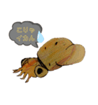 海 お魚 面白可愛いスタンプ（個別スタンプ：13）