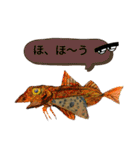 海 お魚 面白可愛いスタンプ（個別スタンプ：20）