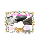 しらたまとこんにゃく②（個別スタンプ：3）