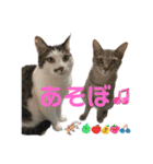しらたまとこんにゃく②（個別スタンプ：7）