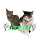 しらたまとこんにゃく②（個別スタンプ：8）