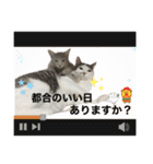 しらたまとこんにゃく②（個別スタンプ：11）
