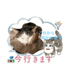しらたまとこんにゃく②（個別スタンプ：12）