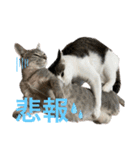 しらたまとこんにゃく②（個別スタンプ：14）