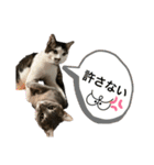 しらたまとこんにゃく②（個別スタンプ：15）