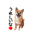 柴犬四十面相(日常会話用)（個別スタンプ：1）