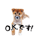 柴犬四十面相(日常会話用)（個別スタンプ：2）