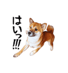 柴犬四十面相(日常会話用)（個別スタンプ：3）