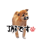 柴犬四十面相(日常会話用)（個別スタンプ：4）