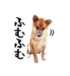 柴犬四十面相(日常会話用)（個別スタンプ：6）