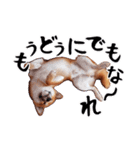 柴犬四十面相(日常会話用)（個別スタンプ：7）