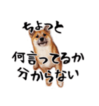 柴犬四十面相(日常会話用)（個別スタンプ：8）