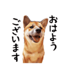 柴犬四十面相(日常会話用)（個別スタンプ：9）