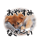 柴犬四十面相(日常会話用)（個別スタンプ：10）
