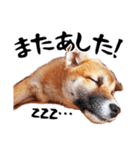 柴犬四十面相(日常会話用)（個別スタンプ：11）