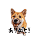 柴犬四十面相(日常会話用)（個別スタンプ：12）