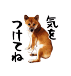 柴犬四十面相(日常会話用)（個別スタンプ：13）