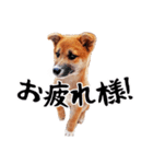 柴犬四十面相(日常会話用)（個別スタンプ：14）