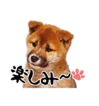 柴犬四十面相(日常会話用)（個別スタンプ：15）