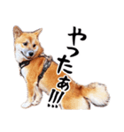 柴犬四十面相(日常会話用)（個別スタンプ：16）