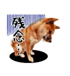 柴犬四十面相(日常会話用)（個別スタンプ：17）