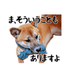 柴犬四十面相(日常会話用)（個別スタンプ：18）