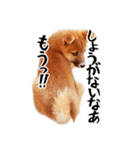 柴犬四十面相(日常会話用)（個別スタンプ：19）