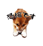 柴犬四十面相(日常会話用)（個別スタンプ：20）