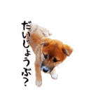 柴犬四十面相(日常会話用)（個別スタンプ：21）