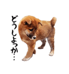 柴犬四十面相(日常会話用)（個別スタンプ：22）