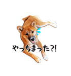 柴犬四十面相(日常会話用)（個別スタンプ：23）