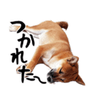 柴犬四十面相(日常会話用)（個別スタンプ：24）