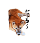 柴犬四十面相(日常会話用)（個別スタンプ：25）