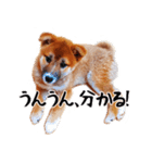 柴犬四十面相(日常会話用)（個別スタンプ：26）