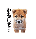 柴犬四十面相(日常会話用)（個別スタンプ：27）