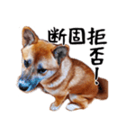 柴犬四十面相(日常会話用)（個別スタンプ：28）