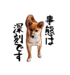 柴犬四十面相(日常会話用)（個別スタンプ：29）