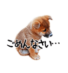 柴犬四十面相(日常会話用)（個別スタンプ：30）