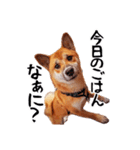 柴犬四十面相(日常会話用)（個別スタンプ：31）
