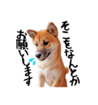柴犬四十面相(日常会話用)（個別スタンプ：32）