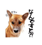 柴犬四十面相(日常会話用)（個別スタンプ：33）