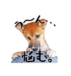 柴犬四十面相(日常会話用)（個別スタンプ：34）