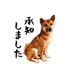 柴犬四十面相(日常会話用)（個別スタンプ：35）