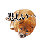 柴犬四十面相(日常会話用)（個別スタンプ：36）