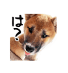 柴犬四十面相(日常会話用)（個別スタンプ：37）