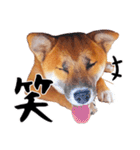 柴犬四十面相(日常会話用)（個別スタンプ：38）