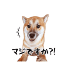 柴犬四十面相(日常会話用)（個別スタンプ：39）