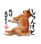 柴犬四十面相(日常会話用)（個別スタンプ：40）