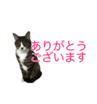 猫姉妹の日常3（個別スタンプ：1）